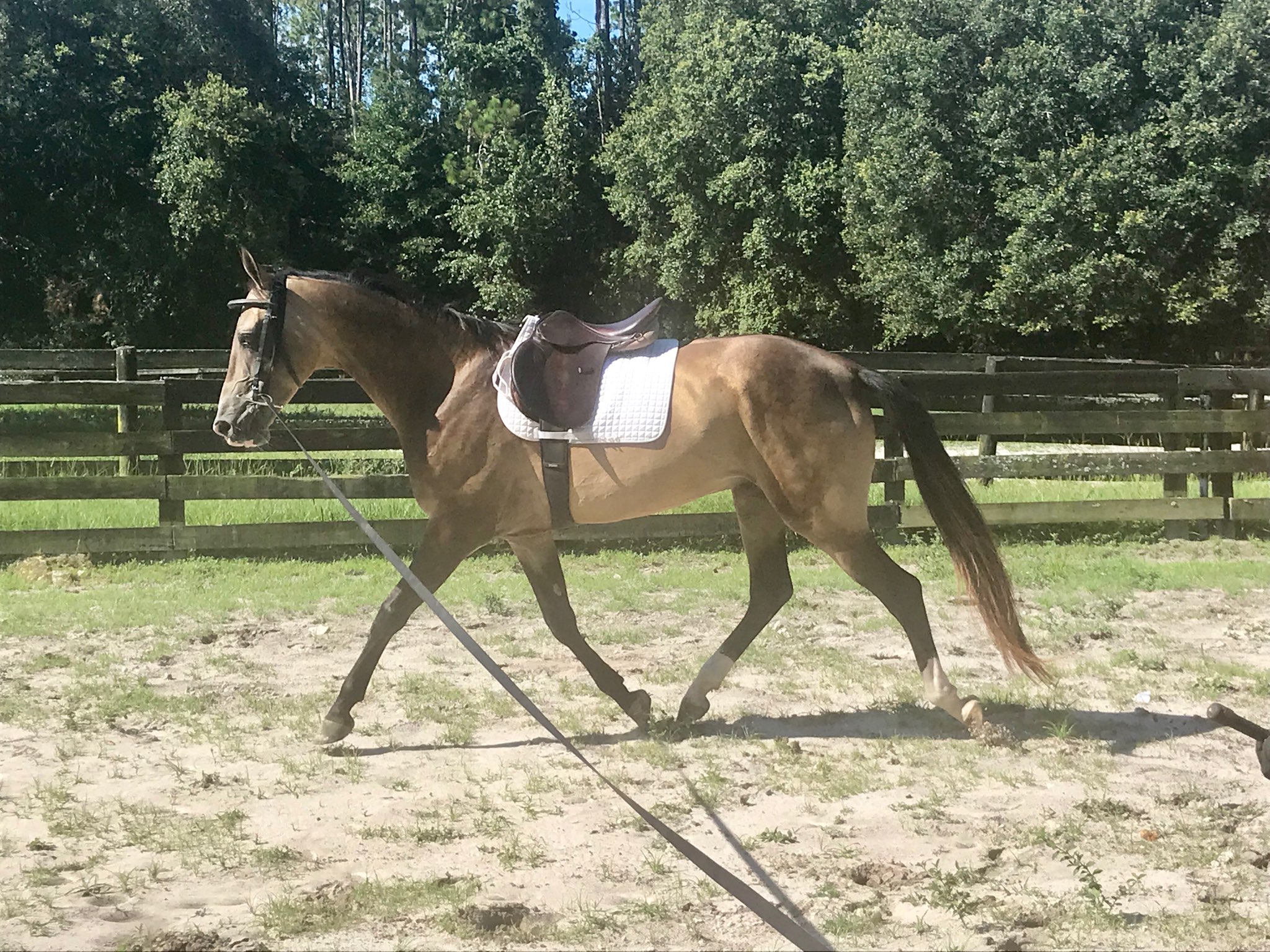 Buckskin Akhal Teke